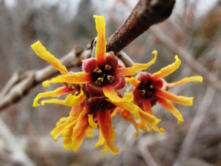 HAMAMELIS HIDROLAT 1LIT